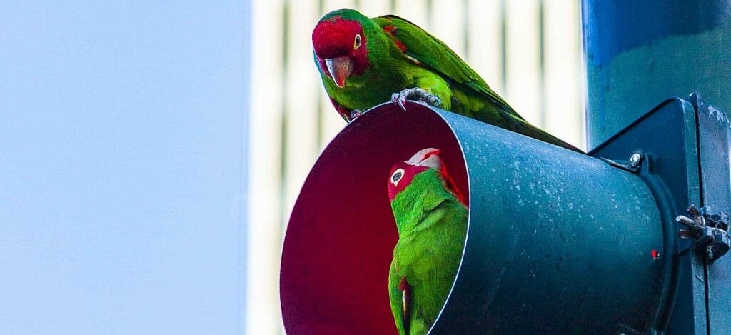 Two exotic birds