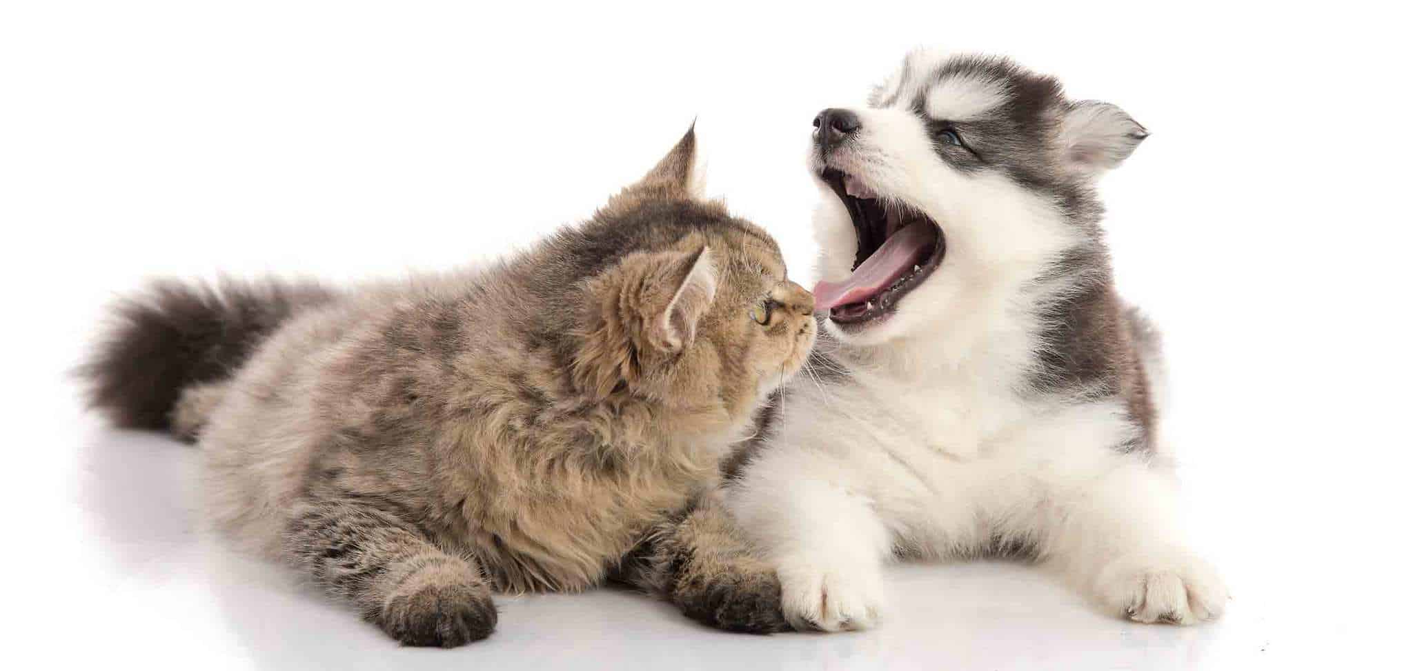 Picture of a cat and a puppy