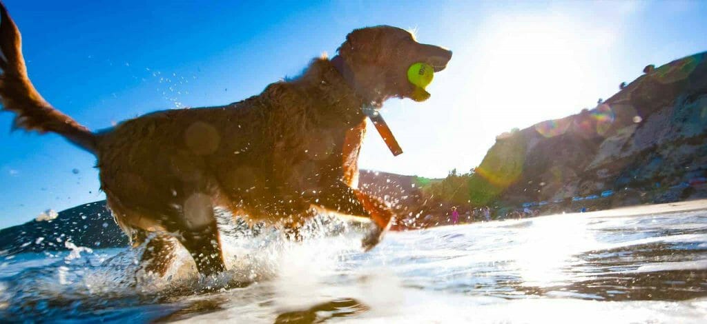 A dog running om beach with a ball in its mouth