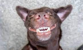 A brown dog showing its front teeth
